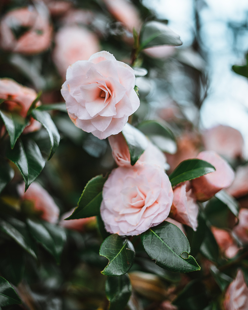 Camellia Japonica