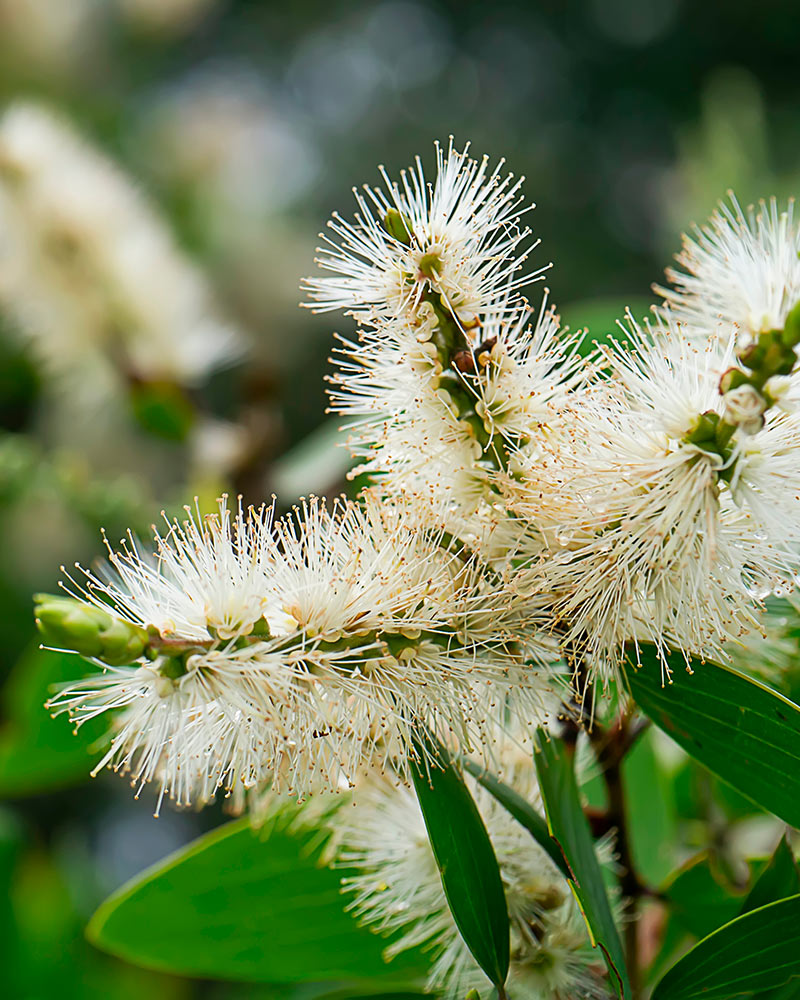 Tea Tree