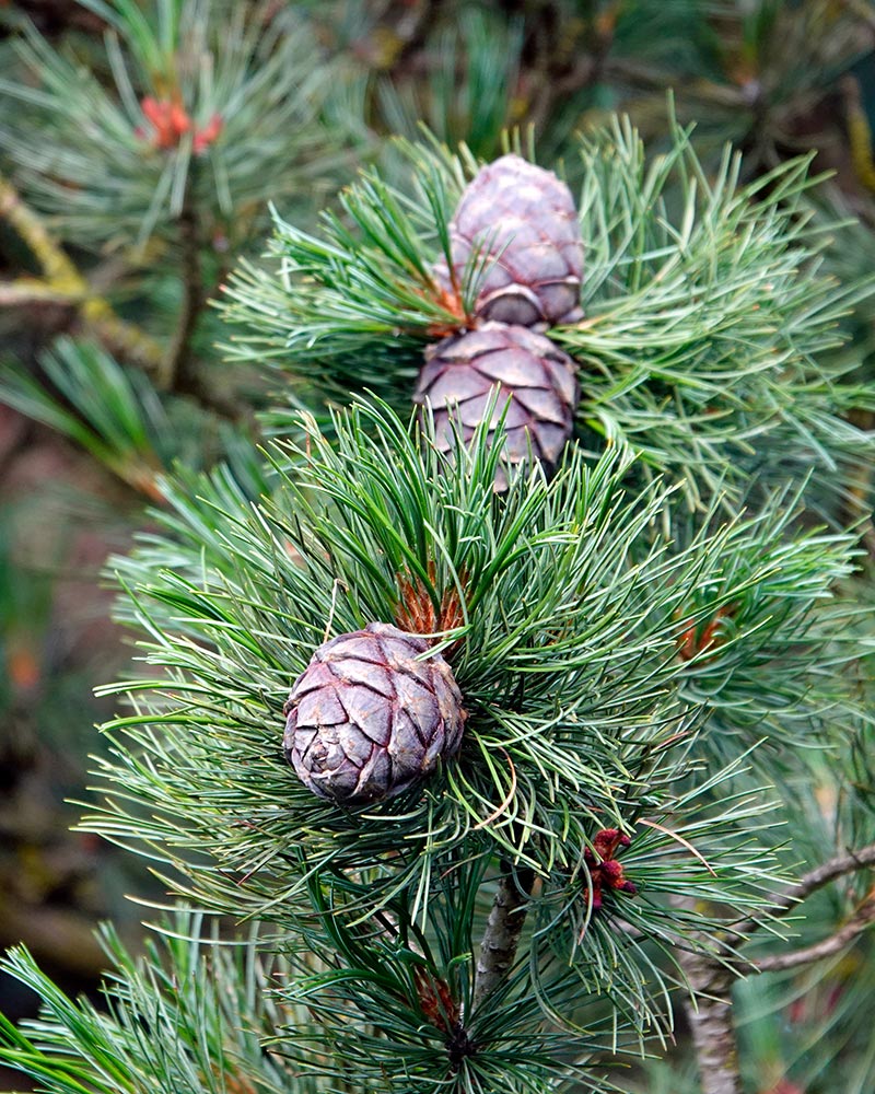 Olio essenziale di Pino Cembro (Pinus Cembra)