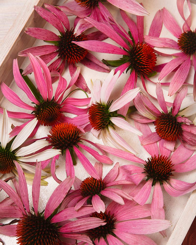 Echinacea: sostegno alle naturali difese dell’organismo
